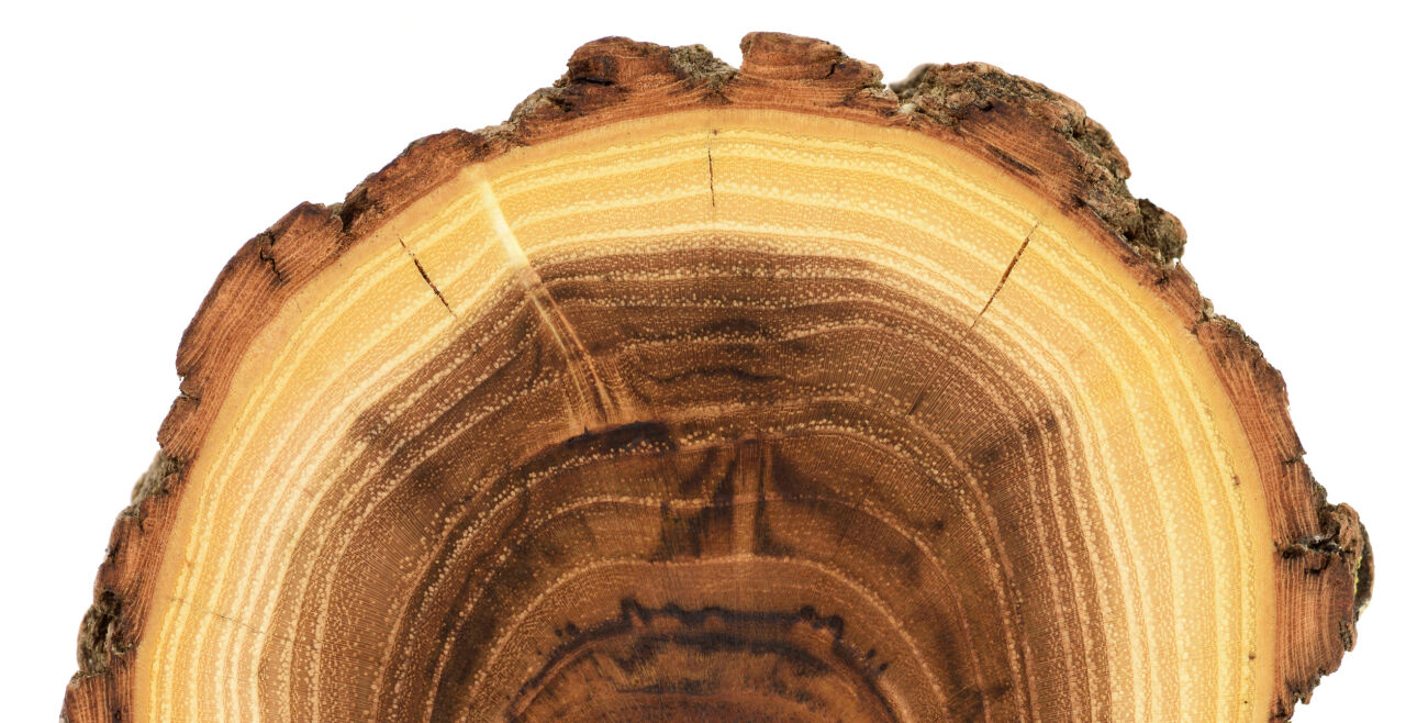 Der Baum-Spur folgen - Mit Stammquerschnitt-Fotos wissen Produzenten weltweit, aus welchen (Regen-)Wäldern das Holz<br />
kommt – „einen Baumstamm kann man nicht faken“. - © iStock / Alexey Borodin 