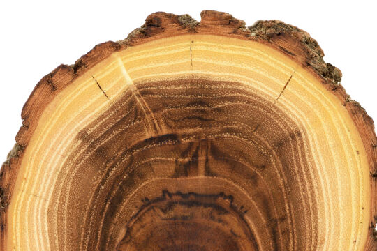 Der Baum-Spur folgen - Mit Stammquerschnitt-Fotos wissen Produzenten weltweit, aus welchen (Regen-)Wäldern das Holz<br />
kommt – „einen Baumstamm kann man nicht faken“. - © iStock / Alexey Borodin 