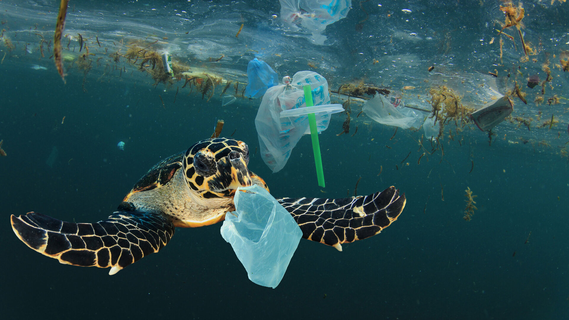 Plastik im Meer: Aus den Augen, in den Sinn!