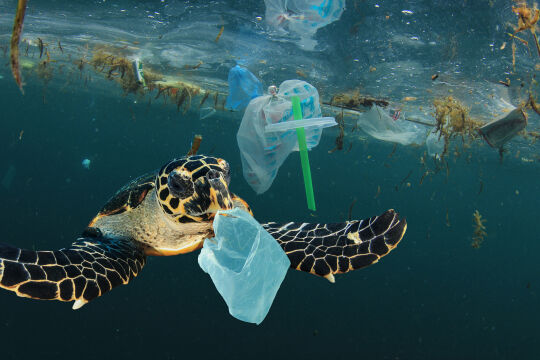 Plastikmüll Meer Schildkröte - © Foto: iSotck/richcarey