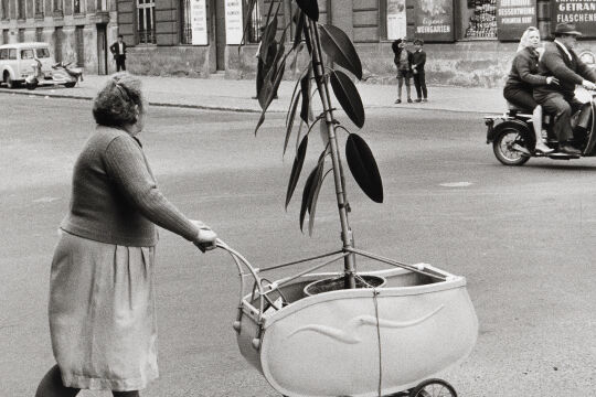 Pflanzentransport - Vorbeigegangen Diesen in der Tat „Ungewöhnlichen Pflanzentransport“ dokumentierte Franz Hubmann 1954 in Wien. - © Foto: Wien Museum / Franz Hubmann / Imagno / picturedesk.com