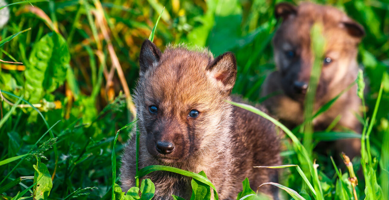 wolfswelpe - © Foto: iStock/Multipedia