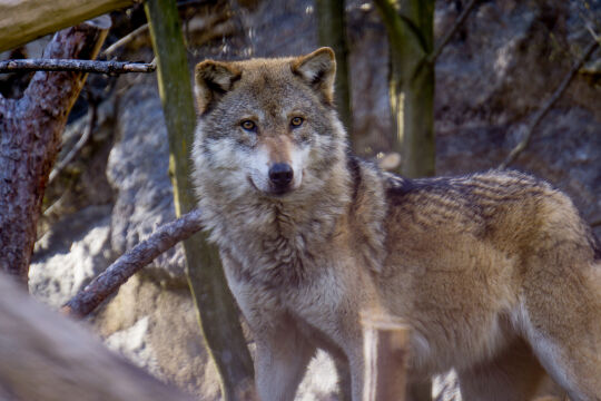 Wolf  - © Foto: iStock / Matthias Hoda