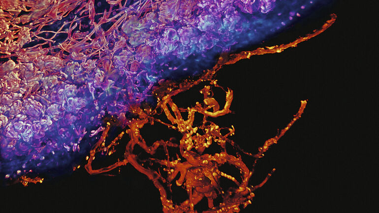 Pilze - Ein Mykorrhiza-Pilz wächst in eine Pflanzenwurzel ein. Das Wurzelinnere ist dicht vom Pilz besiedelt (Pilz in Rot, Wurzelrand in Blau; Maßskala: 50 Mikrometer). - © Foto: Merlin Sheldrake / Ullstein