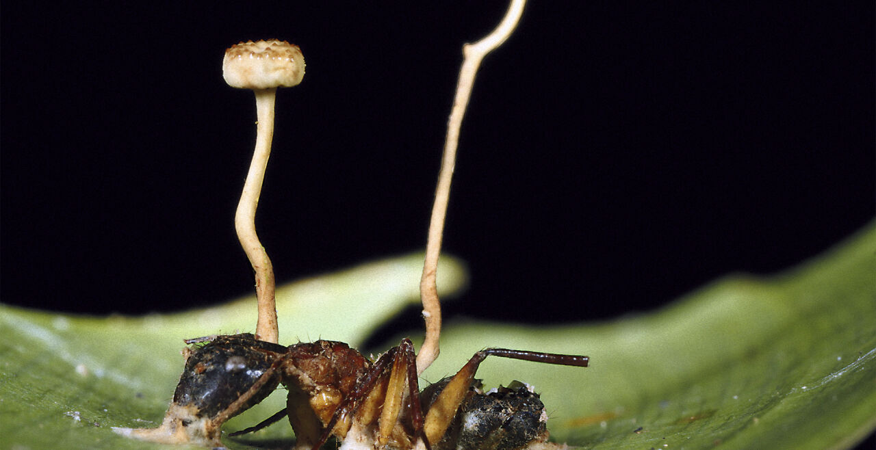 Shel - Eine Rossameise, infiziert mit dem „Zombiepilz“ Ophiocordyceps lloydi: Zwei Pilzfruchtkörper wachsen aus dem Körper der getöteten Ameise. Das Bild stammt aus dem brasilianischen Amazonasgebiet. - © Foto: Joao Araujo / Ullstei