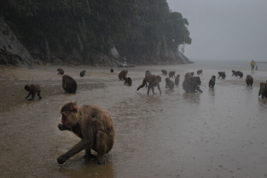 Affen Primaten - © Nicolas Langlitz (privat)